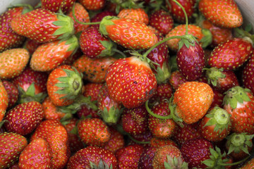 strawberries on the white background