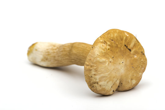 Mushrooms on the white background