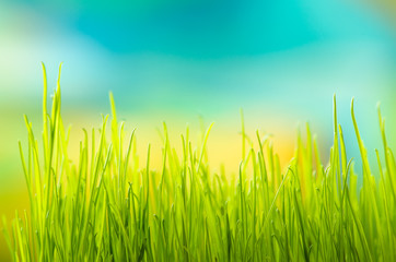 Obraz na płótnie Canvas Green grass. Shallow depth of field. 
