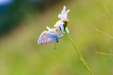 Gossamer Winged Butterfly