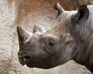 Printed roller blinds Rhino close-up portrait of a black rhino