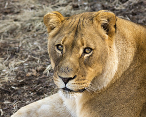 close-up portrait of an African lioness making eye contact