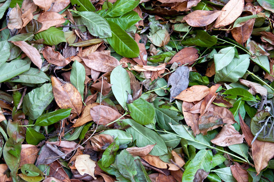 Leaves