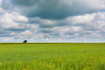 Fototapeta na wymiar Windmills on corn field.