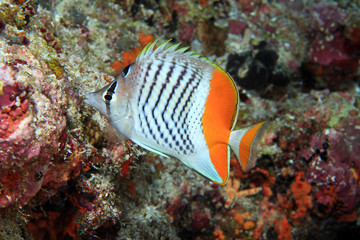 Eritrean butterflyfish (Chaetodon paucifasciatus) 