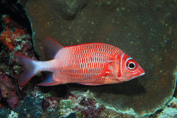 Silverspot squirrelfish (Sargocentron caudimaculatum) 