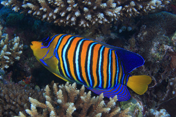 Fototapeta na wymiar Regal angelfish (Pygoplites diacanthus) in the coral reef 