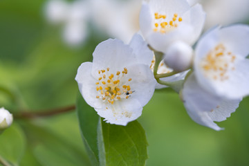 White jasmine flowers