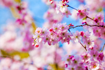 Fototapeta na wymiar Pink Sakura flower blooming