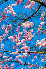 Pink Sakura flower blooming