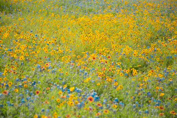 Colorful field of yellow Daisies, Bluebonnet's and
Indian Blanket flowers.