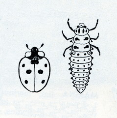 Seven-spot ladybird (Coccinella septempunctata)
