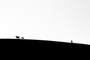 cavalli in collina