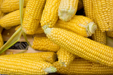 Fototapeta na wymiar fresh corn. yellow corn background