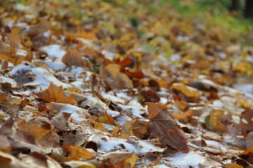 Autumn leaves in the snow