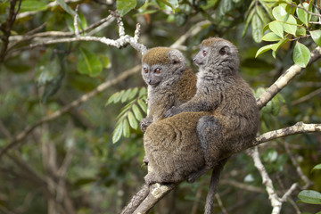 two bamboo lemurs