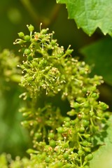 Weinblüte an Weinstock