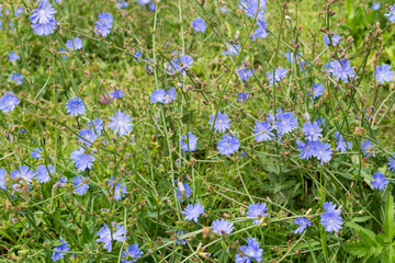 Field of Blue Chicory Flowers © johndwilliams