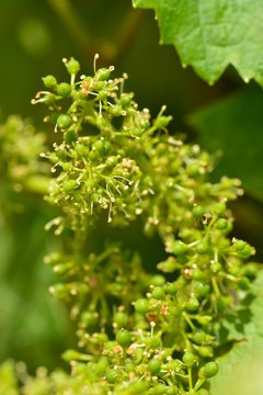 Weinbl&uuml;te an Weinstock