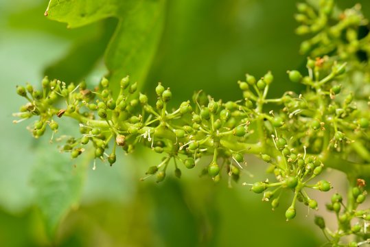 Weinbl&uuml;te an Weinstock
