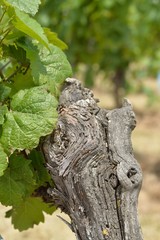 Obraz premium Weinstock