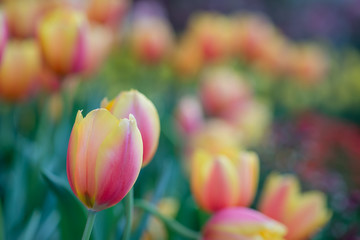 Beautiful tulips