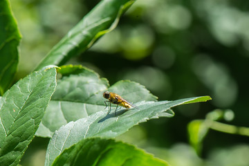 Yellow flower fly on green leaf