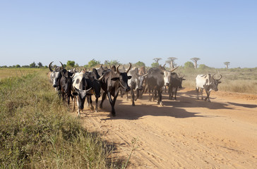 herd of running zebu 