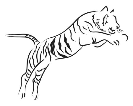 Tiger Line Art 17586847 Vector Art at Vecteezy