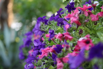 Hängende Blumen