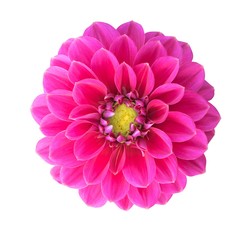 Pink Dahlia isolated with clipping path