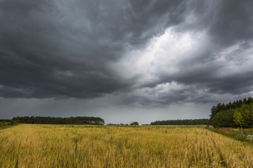 Fototapeta na wymiar Summer landscape with storm sky over rye field