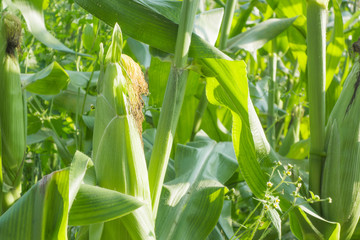 トウモロコシ畑