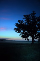Fototapeta na wymiar Silhouette of a tree on a farm in Brooklet, Georgia