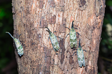Pyrops spinolae lantern bug