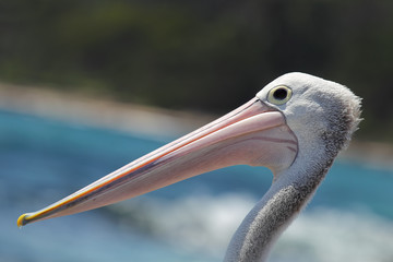 Brillenpelikan (Pelecanus conspicillatus)