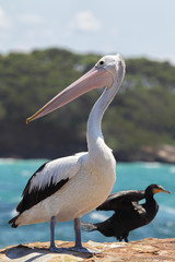 Brillenpelikan (Pelecanus conspicillatus)