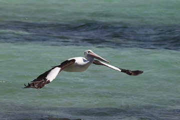 Brillenpelikan (Pelecanus conspicillatus)