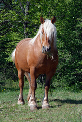 Beautiful horse in Limousin region