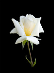 bright beautiful  white rose