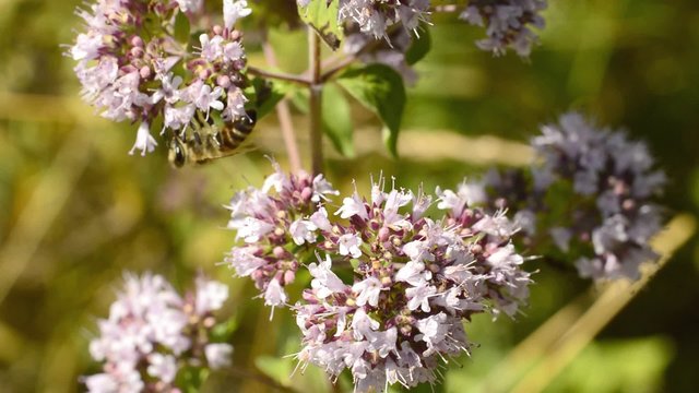Dost, Origanum vulgare, Bl&uuml;te der Gew&uuml;rz-und Heilpflanze mit Biene