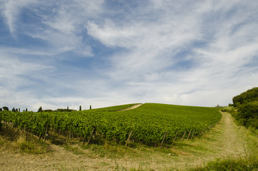 Fototapeta na wymiar vineyards in Tuscany in chianti area