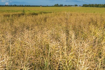 Landscape of rape field at summer sunset