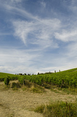 Fototapeta na wymiar vineyards in the area of Chianti in Tuscany