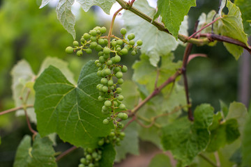 Junger Wein