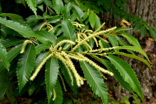Bl&uuml;tenstand der Edelkastanie (Castanea sativa)