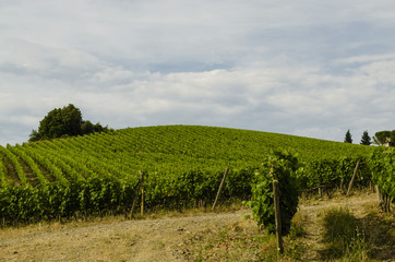 Fototapeta na wymiar cultivation of wine in Italy