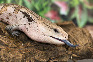 Bluetongued skink side-on