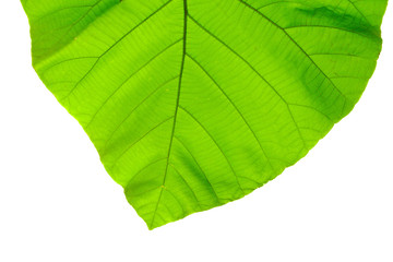 structure of leaf natural background