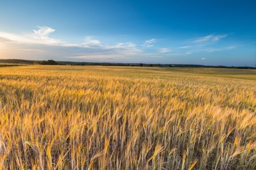 Landscape of corn field at summer sunset